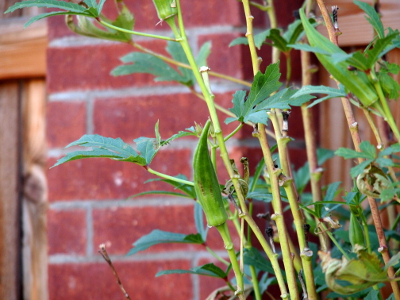 [Growing from the  the top of one stem is a round, green tube which ends in a point at the top end. Other stems and leaves are around it and the yard wall is in the background.]